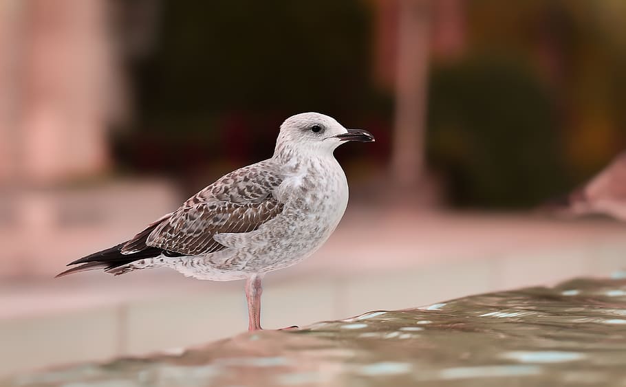 bird, seagull, birds, animal themes, animals in the wild, animal wildlife HD wallpaper