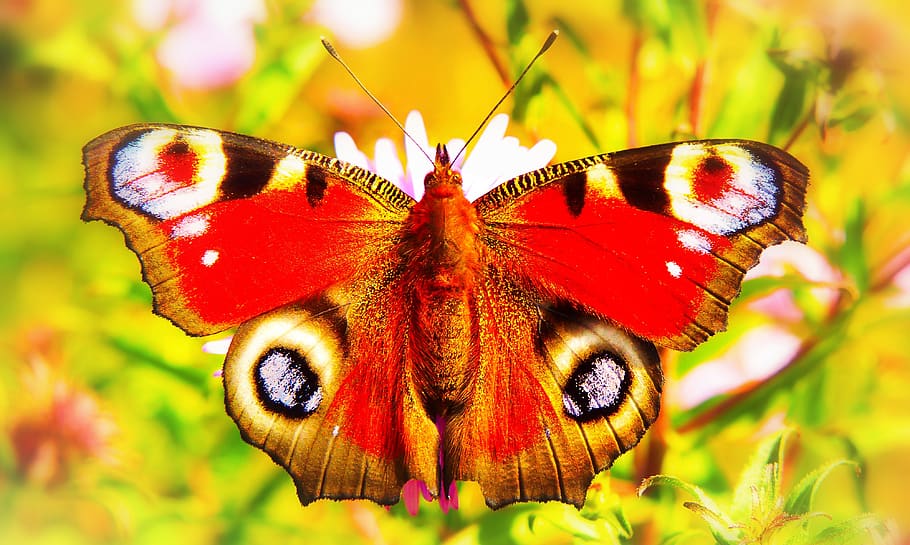 painted peacock, insect, butterfly day, flower, apiformes, animals, HD wallpaper