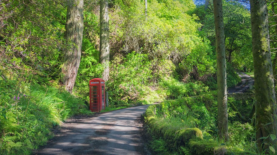 gray pathway surrounded with trees during daytime, phone booth HD wallpaper