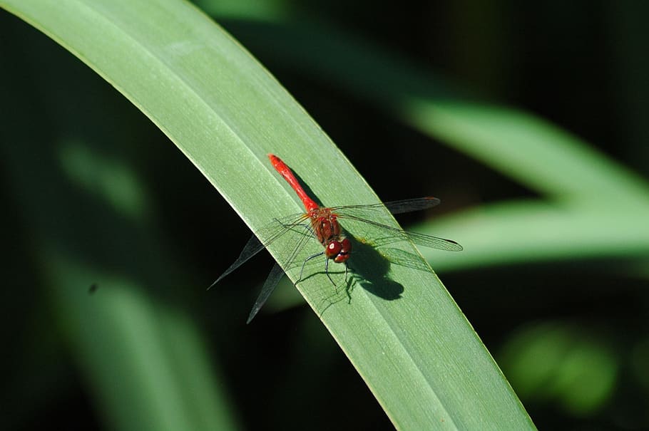 insect, nature, leaf, wildlife, animal, outdoors, dragonfly HD wallpaper