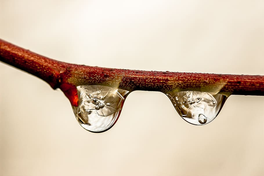 Two Droplets, art, branch, clear, close-up, color, drip, drops HD wallpaper