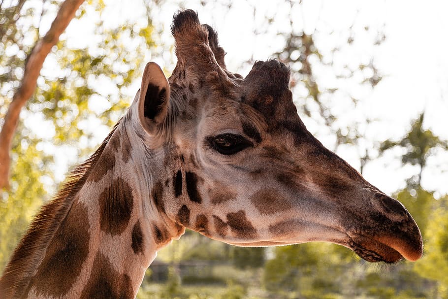 giraffe, head, neck, animal, long neck, stains, wild, animal kingdom HD wallpaper