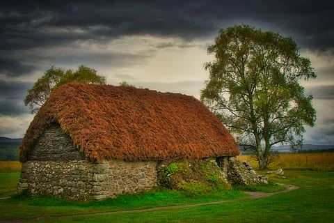hut, old, tree, lonely, landscape, nature, rural, architecture HD wallpaper