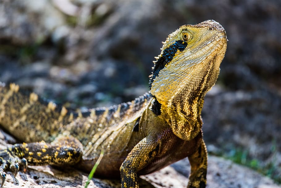 reptile, lizard, fast, green, nature, animal, long, tongue HD wallpaper