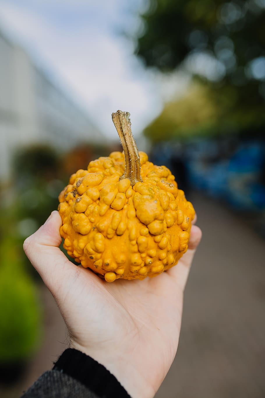 yellow fruit, produce, food, vegetable, plant, bean, flora, united kingdom HD wallpaper