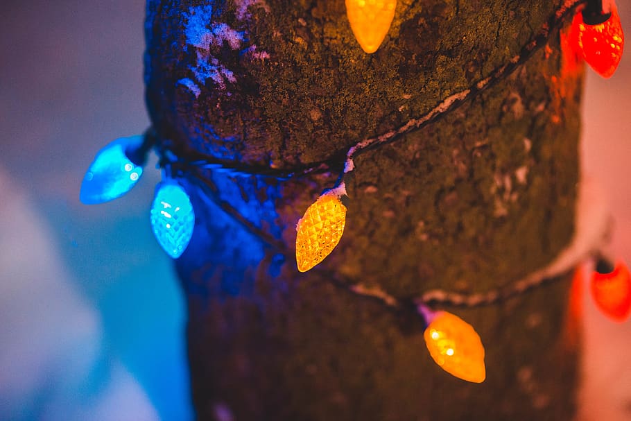 yellow, blue, and red string light on branch, nature, water, close-up HD wallpaper