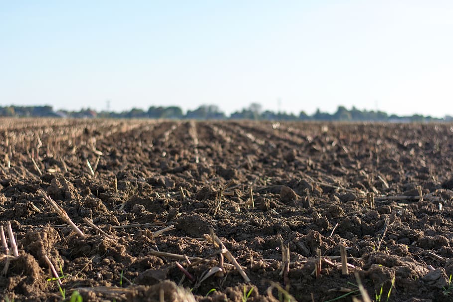 Eye-level Photo Of Cultivated Land, cropland, farm, farmland, HD wallpaper