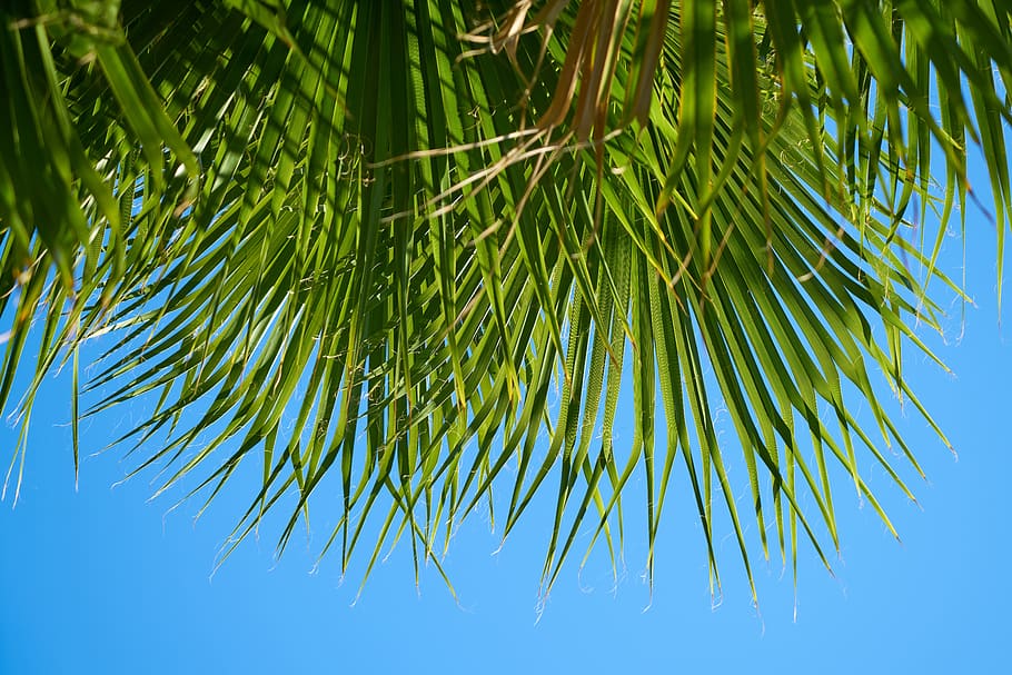 Linear Green-leafed Trees Under Blue Sky, bright, close-up, colors HD wallpaper