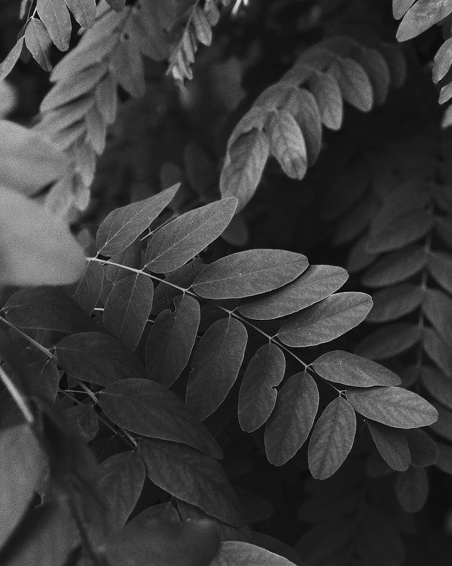 grayscale photography of ovate leaves, veins, plant, leaf, united kingdom