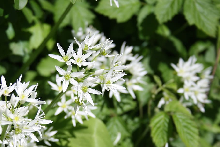 White Petal Flowers, beautiful, bloom, blooming, blossom, blur HD wallpaper