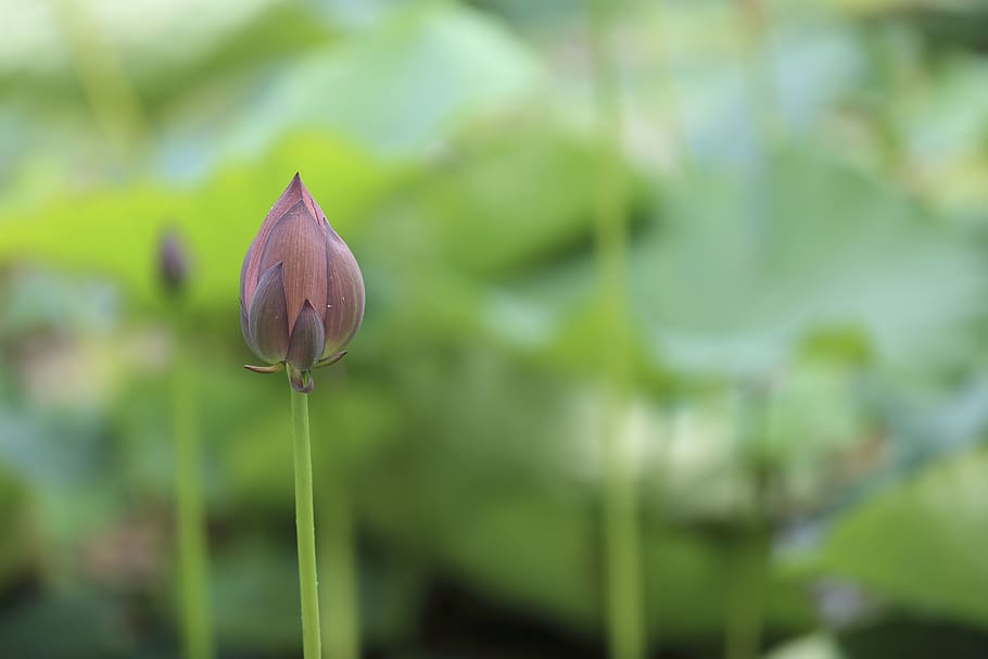 flower, violet, petal, bloom, garden, plant, nature, autumn HD wallpaper