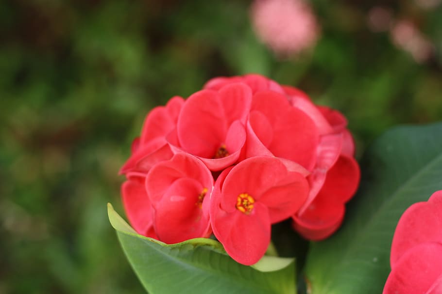 flower, nature, red, bright, euphorbia, bloom, outdoor, flowering plant HD wallpaper