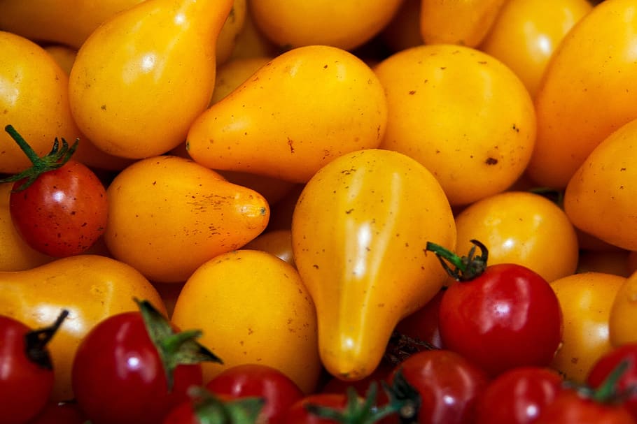 tomatoes, yellow, red, vegetables, food, healthy, fresh, vegetarian HD wallpaper