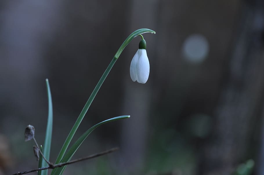 snowdrop, flowers, white, bloom, green, spring flower, spring flowers HD wallpaper