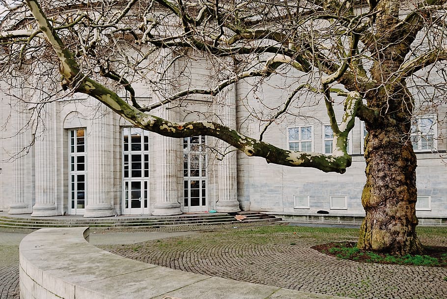 brown bare tree, winter, city, hamburg, kunsthalle, building HD wallpaper