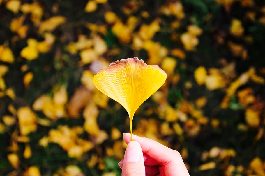 ginkgo, yellow, human hand, human body part, holding, one person HD wallpaper