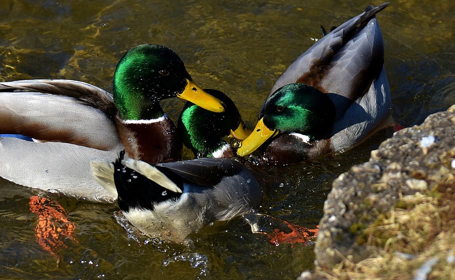 ducks, mallards, drake, colorful, waterfowl, duck bird, nature HD wallpaper