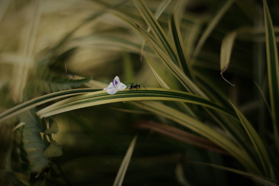 Selective Focus Photo of Black Ant on Green Leafed Plant, blurred background HD wallpaper