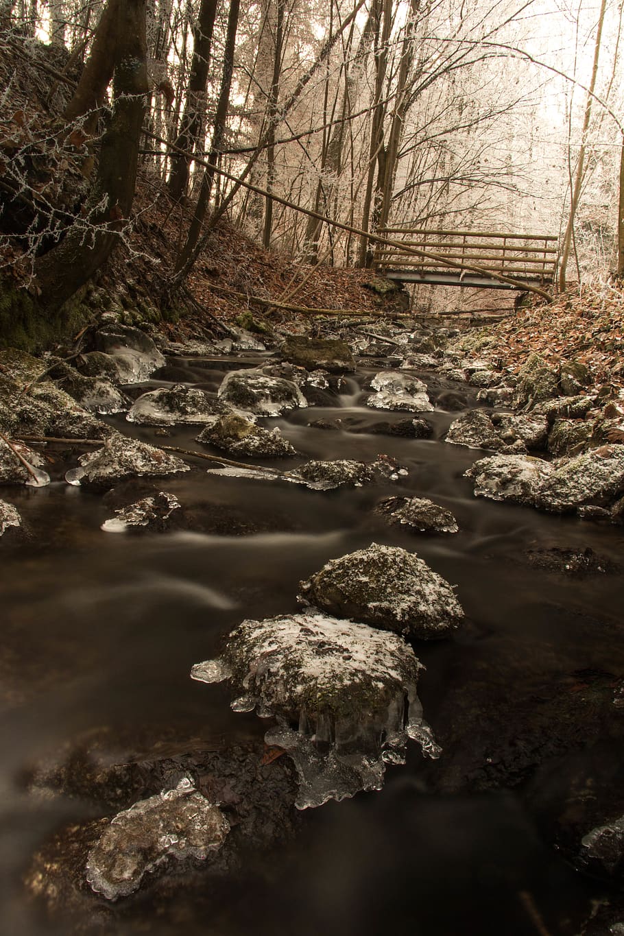 ice, water, forest, tree, tranquility, nature, no people, plant HD wallpaper