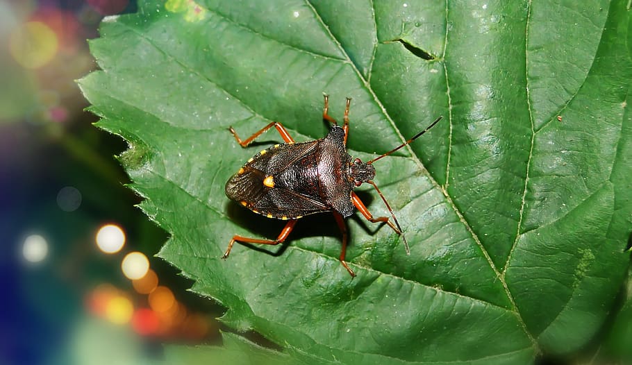leaf, plant, insect, invertebrate, animal, veins, aphid, cricket insect HD wallpaper