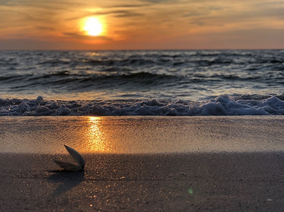 Photo of Seashore at Golden Hour, beach, dawn, golden horizon, HD wallpaper