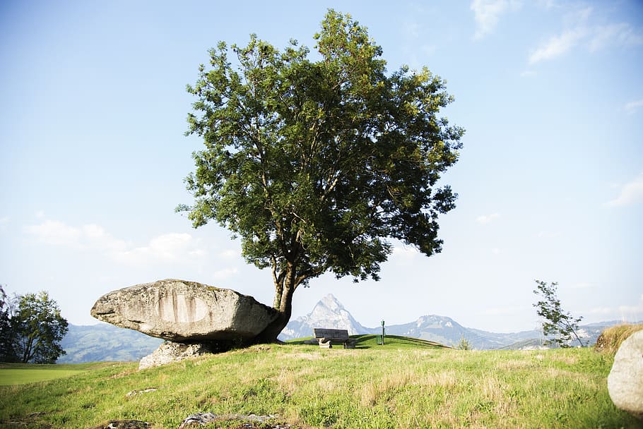 druid stone, morschach, tree, rock, nature, landscape, plant HD wallpaper