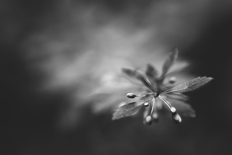 grayscale photography of plant, flower, invertebrate, insect, HD wallpaper