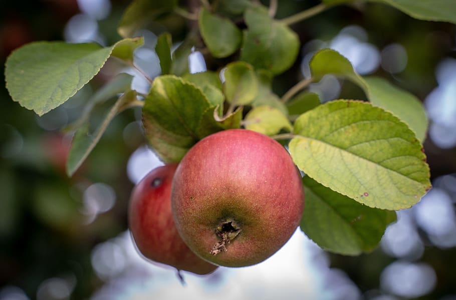 apple, apple tree, red, green, ripe, fruit, fruit tree, fruits HD wallpaper