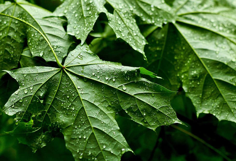 leaves, raindrop, branch, leaf, plant part, wet, water, green color HD wallpaper
