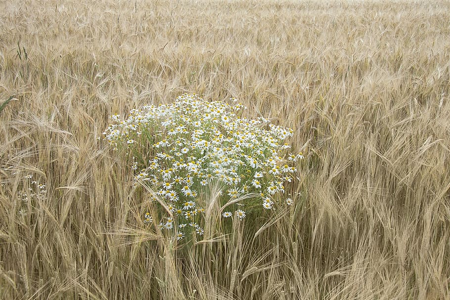chamomile, wheat, field, summer, harvest, arable, the structure of the HD wallpaper