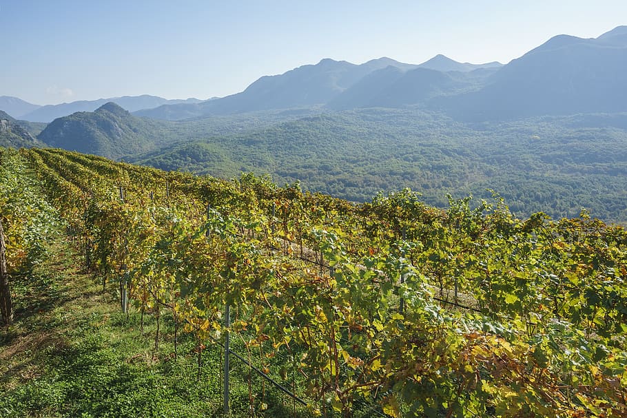 field, grapes, nature, mountains, scenics - nature, beauty in nature HD wallpaper