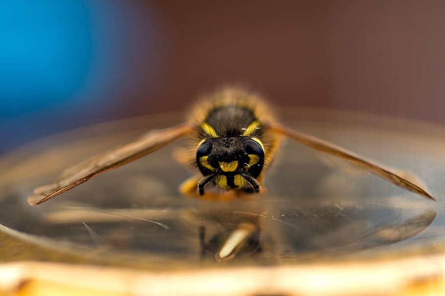 insect, nature, macro, wasp, close up, animal, animal world HD wallpaper