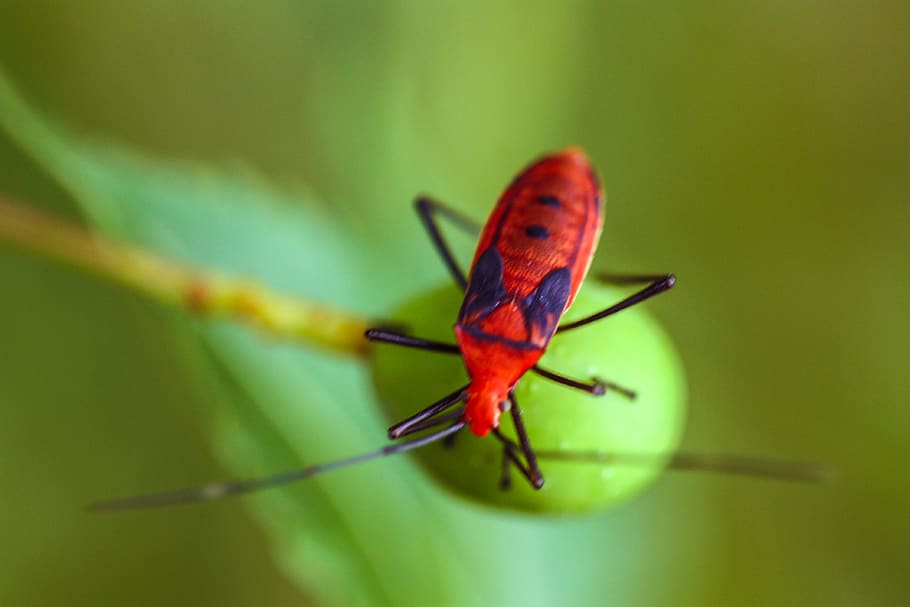 bug, insect, macro, nature, green, plant, photography, marco photography HD wallpaper