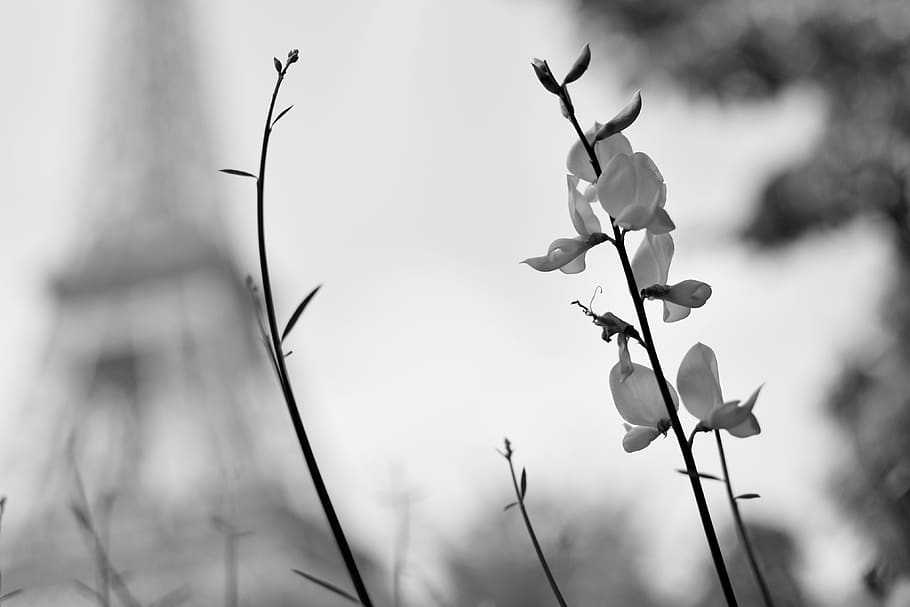 france, paris, eiffel tower, flowers, nature, plant, flowering plant HD wallpaper