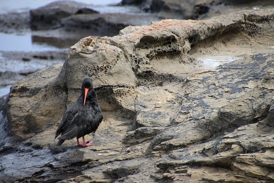 bird, coastline, animal themes, animals in the wild, animal wildlife HD wallpaper
