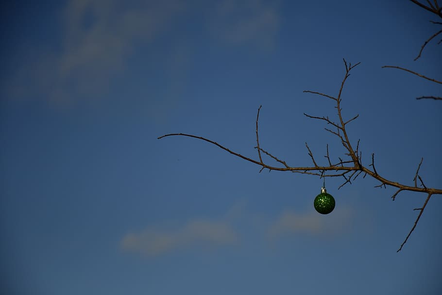 sky, low angle view, branch, tree, no people, nature, plant HD wallpaper