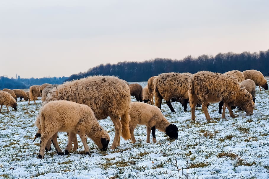 sheep, animals, lamb, wool, nature, farm, cattle, agriculture HD wallpaper