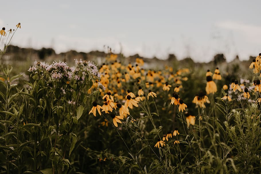 Flowers In Shallow Photography, bloom, blossom, field, flora HD wallpaper