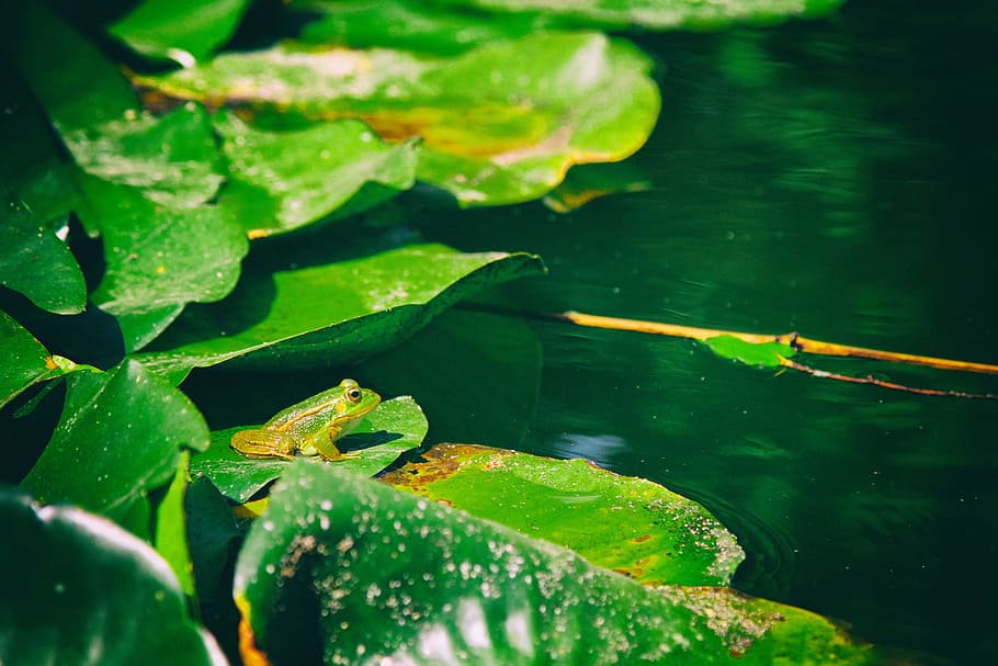 Photo of frog on Aquatic Plant, aquatic plants, environment, green HD wallpaper