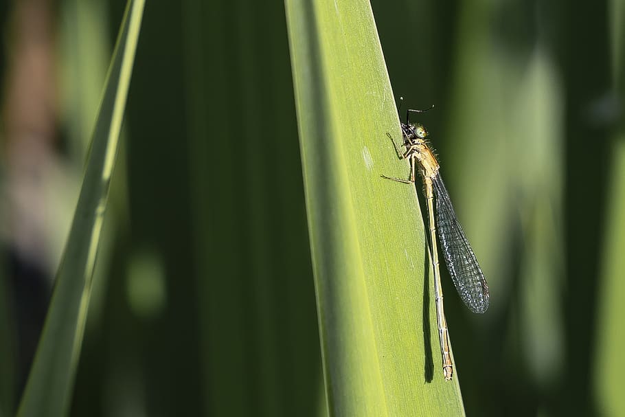 dragonfly, insect, nature, animal wildlife, one animal, animal themes HD wallpaper