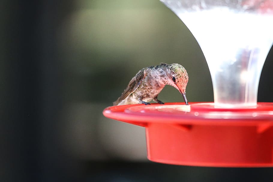 Hummingbird sitting on an outdoor feeder, drinking sweet liquid. HD wallpaper