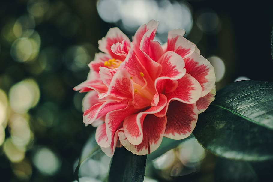 Close-Up Photography of Hibiscus, beautiful, bloom, blooming HD wallpaper