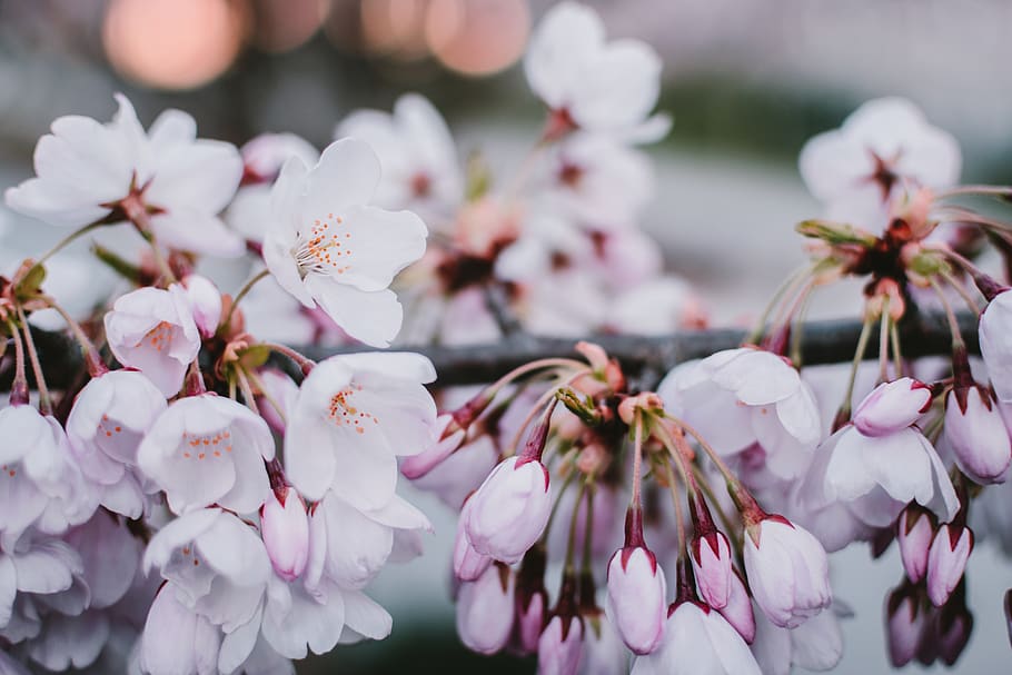 white cherry blossom, plant, flower, geranium, pollen, anemone, HD wallpaper