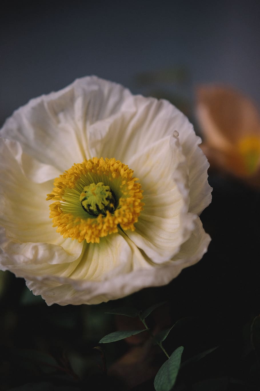 white flower in bloom, flowering plant, freshness, fragility HD wallpaper