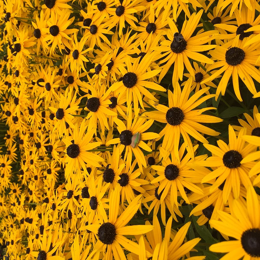 united states, eureka, patterns, nature, frog, flowers, floral HD wallpaper