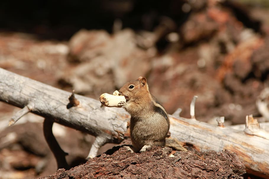 Shallow Focus Photography of Chipmunk, animal, blur, close-up HD wallpaper