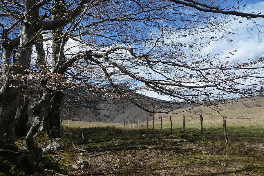 tree, bagnères-baudéan, pyrénées, mountain, plant, land HD wallpaper