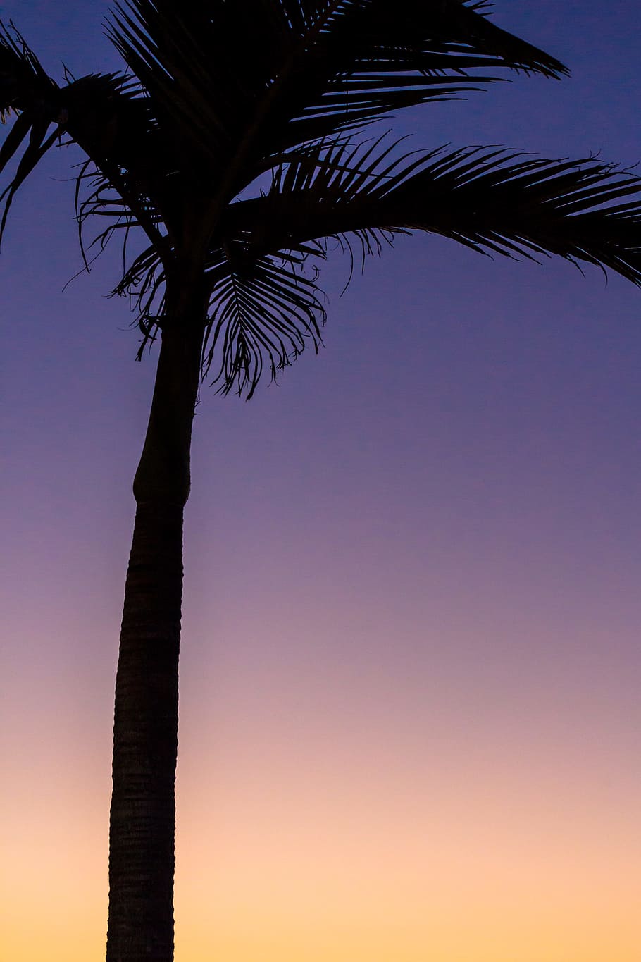 selective photography of tree, palm, silhouette, gradient, orange HD wallpaper