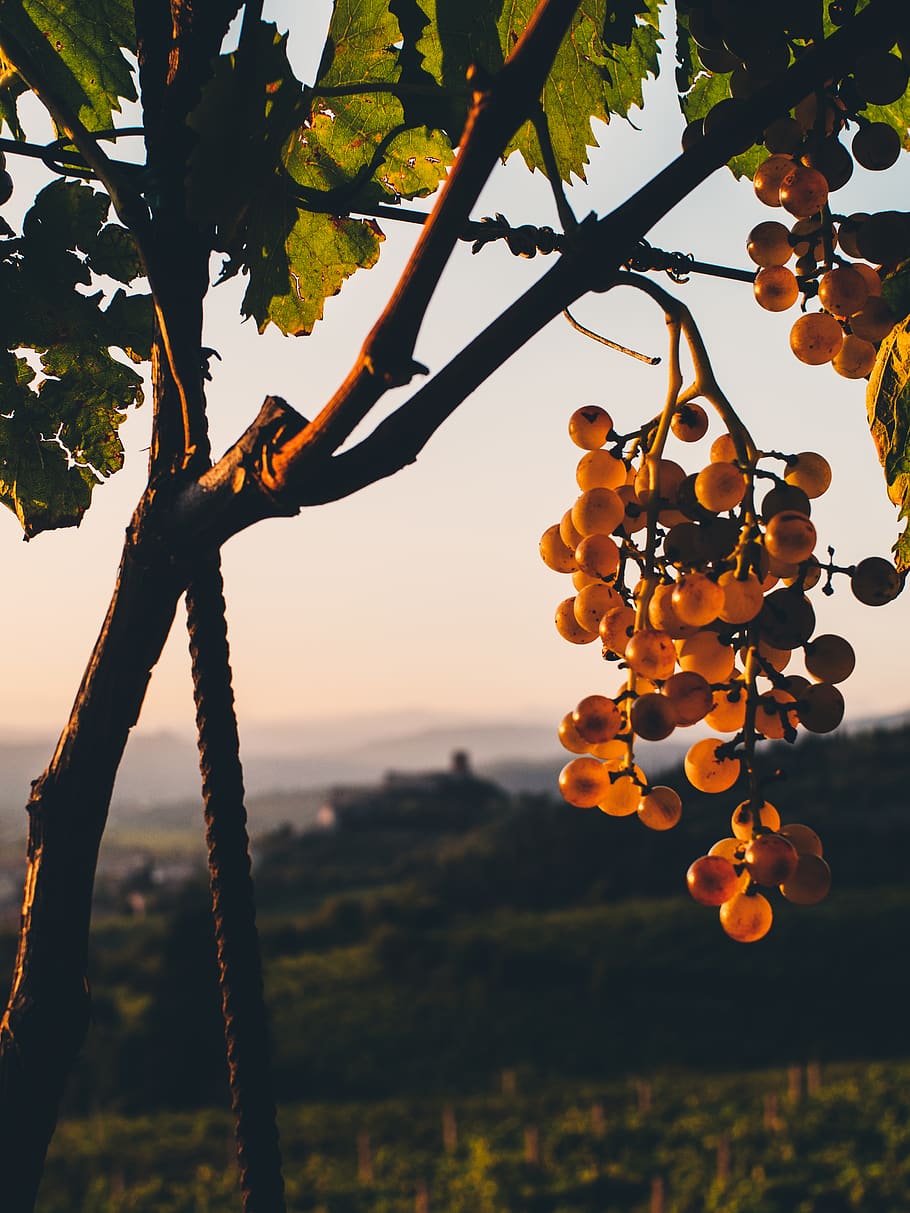 italy, soave, grapes, autumn, vineyard, orange, fall, leafs HD wallpaper