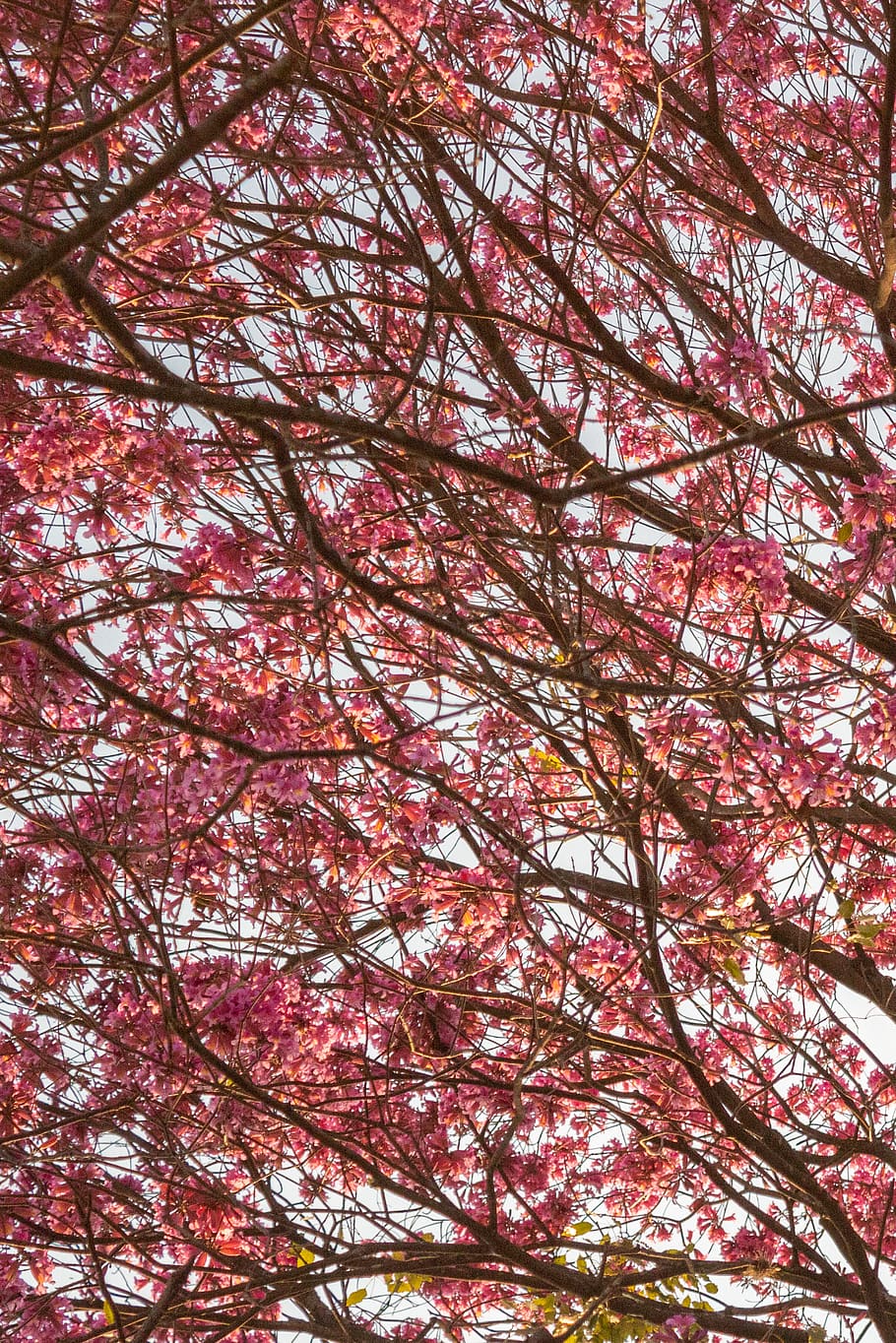 tree, flower, rose, pink, japan, cherry, sakura, low angle view HD wallpaper
